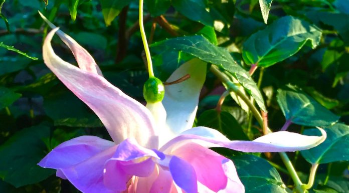 Summer pruning for beauty & health jan nelson