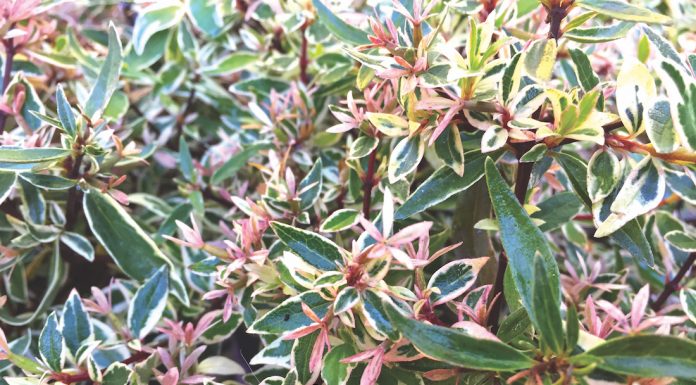 Improving your garden in a few easy steps the mountain gardener