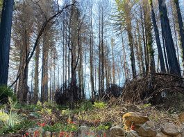 How plants survive through the heat the mountain gardener
