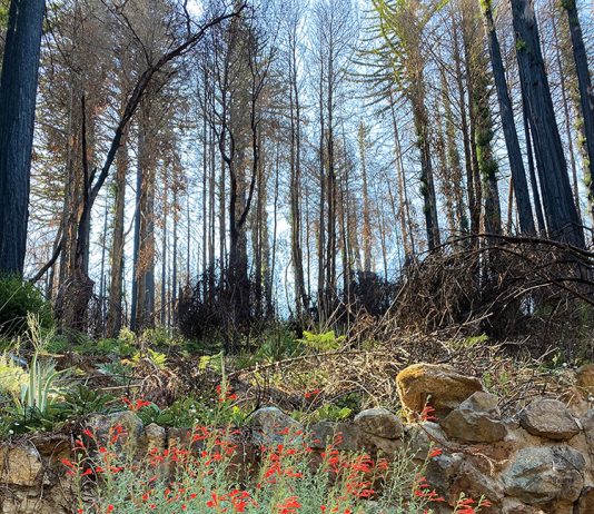 How plants survive through the heat the mountain gardener