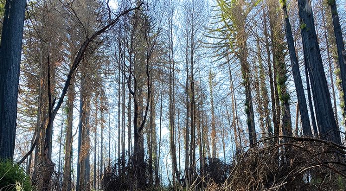 How plants survive through the heat the mountain gardener