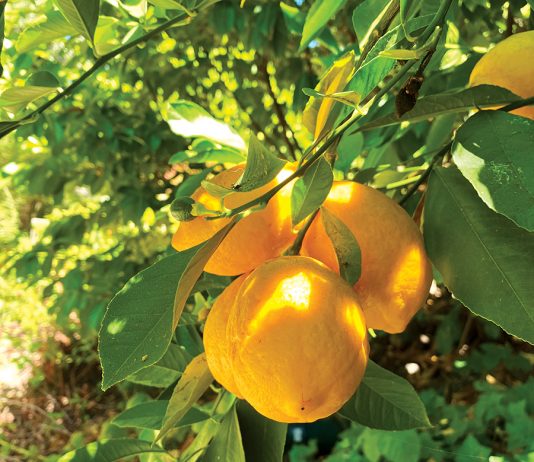 Battling invasive plants and diseases the mountain gardener