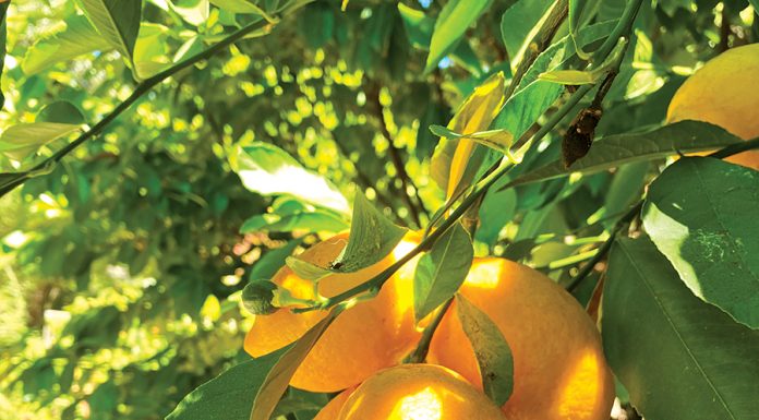 Battling invasive plants and diseases the mountain gardener