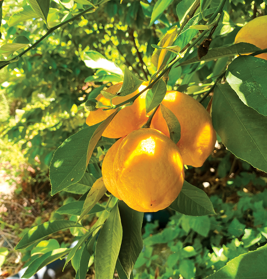 are meyer lemon trees poisonous to dogs