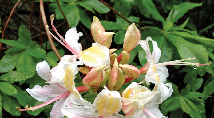 California Natives for Spectacular Containers the mountain gardener