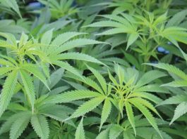County’s Cannabis Tax Revenues See Major Drop cannabis