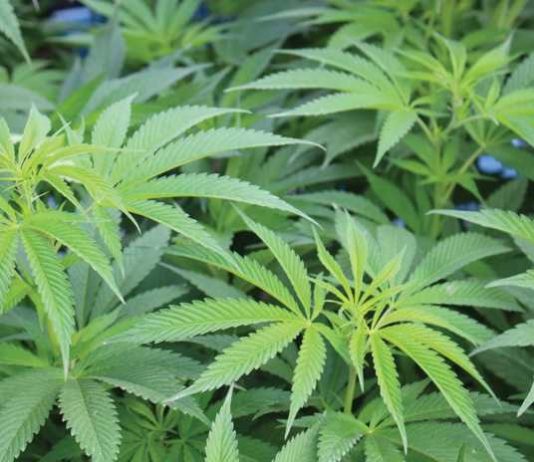 County’s Cannabis Tax Revenues See Major Drop cannabis