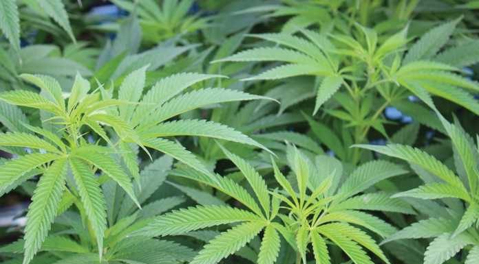 County’s Cannabis Tax Revenues See Major Drop cannabis