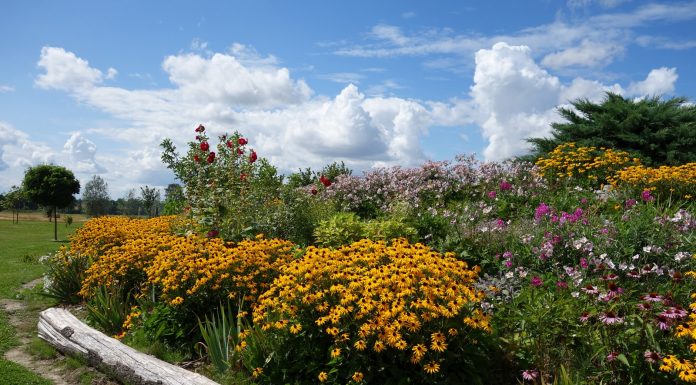 What to Do in the Garden in September the mountain gardener