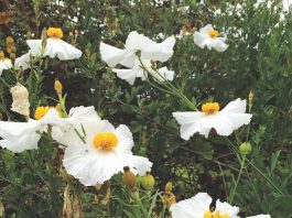 California Natives for Fall Planting