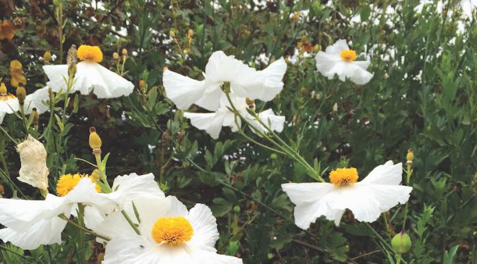 California Natives for Fall Planting