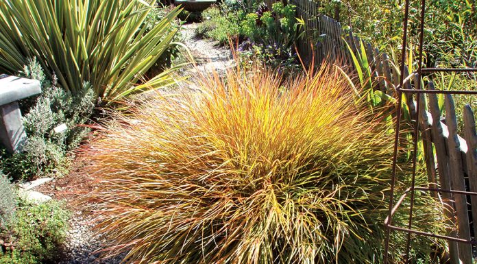 There’s an Ornamental Grass for Every Garden The Mountain Gardener