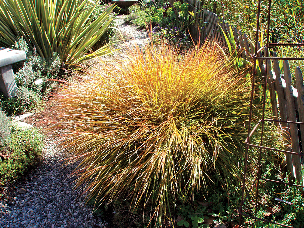 The Mountain Gardener: There’s an Ornamental Grass for Every Garden