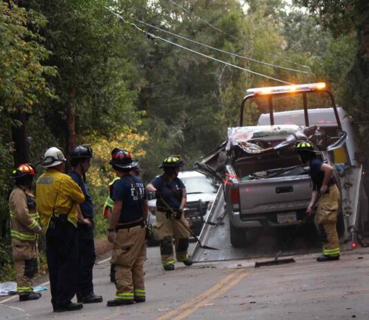 Felton Man Killed by Falling Tree While Driving felton tree death