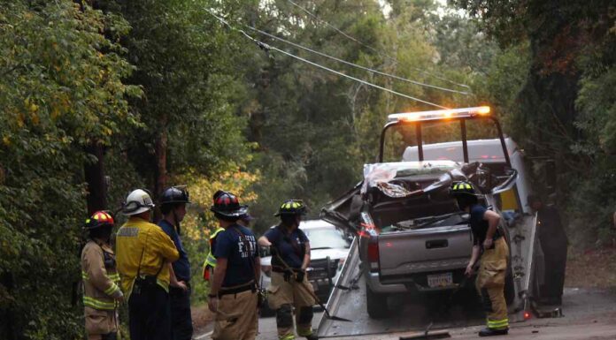 Felton Man Killed by Falling Tree While Driving felton tree death