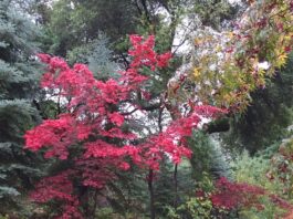 Favorite Japanese Maples the mountain gardener