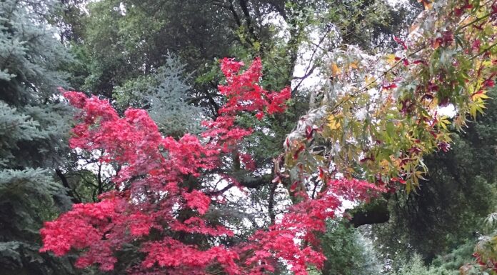 Favorite Japanese Maples the mountain gardener