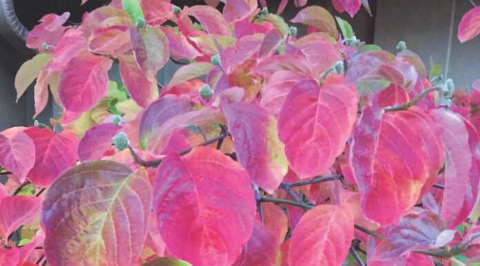 Is Fall Your Favorite Season? jan nelson