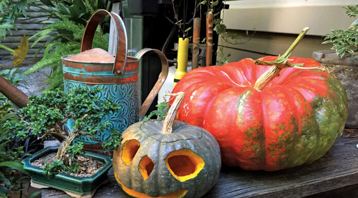 The Halloween Garden the mountain gardener