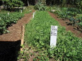 Plant Cover Crops to Enrich Soil and Prevent Erosion the mountain gardener