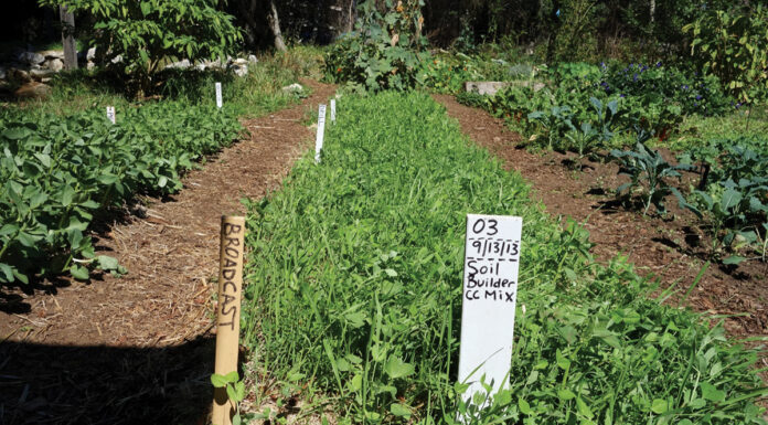 Plant Cover Crops to Enrich Soil and Prevent Erosion the mountain gardener