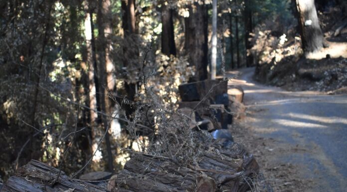 PG&E Agrees To Remove Tree Trunks Left During CZU Fires PG&E tree removal