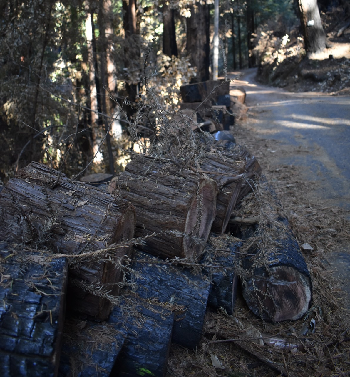 Image for display with article titled PG&E Agrees To Remove Tree Trunks Left During CZU Fires