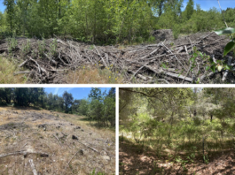 Water District, PG&E Team Up On Restoration Project District’s Olympia Watershed