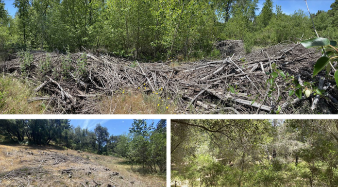 Water District, PG&E Team Up On Restoration Project District’s Olympia Watershed