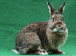 Animal shelters deal with influx of rabbits, ‘pocket pets’ rabbit adoption Santa Cruz