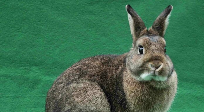 Animal shelters deal with influx of rabbits, ‘pocket pets’ rabbit adoption Santa Cruz