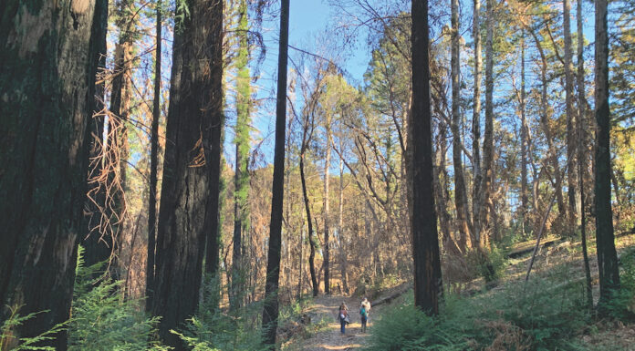 Fundraising Campaign Eyes Large Addition for Big Basin Big Basin Redwoods State Park