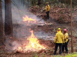 Local Controlled-Burn Projects Proceed Cal Fire controlled burn