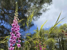 The Mountain Gardener: Fire and renewal foxglove