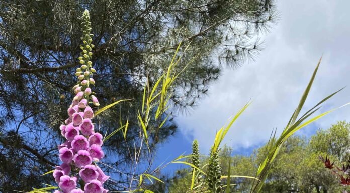 The Mountain Gardener: Fire and renewal foxglove
