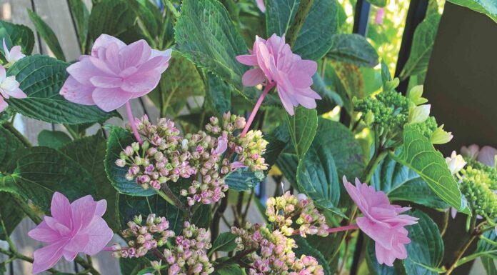 Finding color in shady gardens shooting star hydrangeas