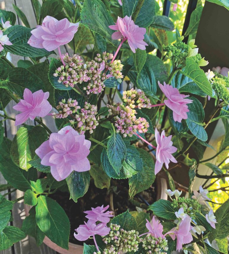 shooting star hydrangeas