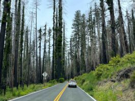Big Basin reopening next week Driving into Big Basin
