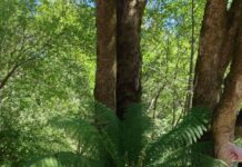 Container Know How the mountain gardener