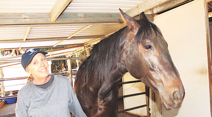 Horse Painting Event Highlights Work of Rescue Center Canham Farm Horse Rescue and Rehabilitation Center