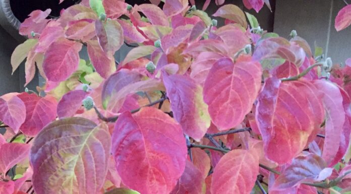 Get Ready for Fall Color