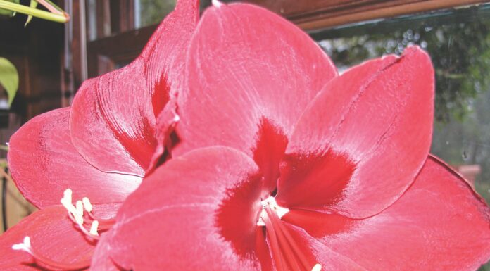 Useful info for you about toxic holiday plants holiday plant