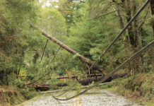 Image for display with article titled Bonny Doon Residents Cope With Storm Damage