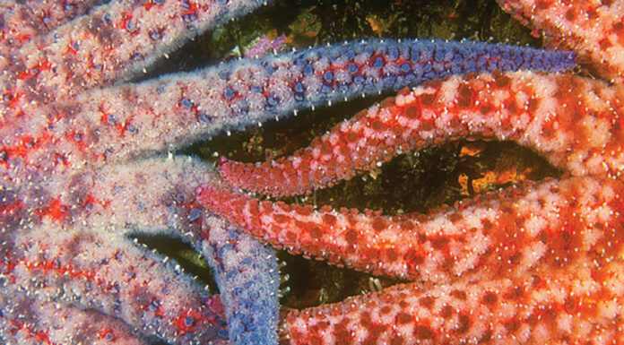 Felton photographer presents ‘Wonders of the Sea’ exhibit