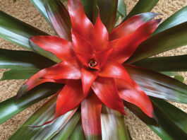 The Mountain Gardener | Fight Air Pollution with Houseplants