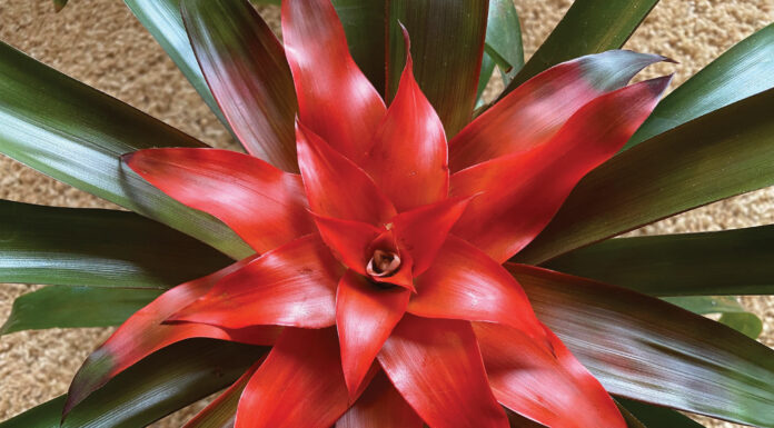 The Mountain Gardener | Fight Air Pollution with Houseplants