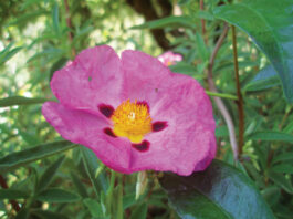The Mountain Gardener | Magenta: Pantone Color of the Year for 2023