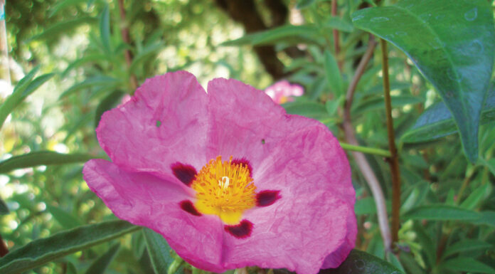 The Mountain Gardener | Magenta: Pantone Color of the Year for 2023