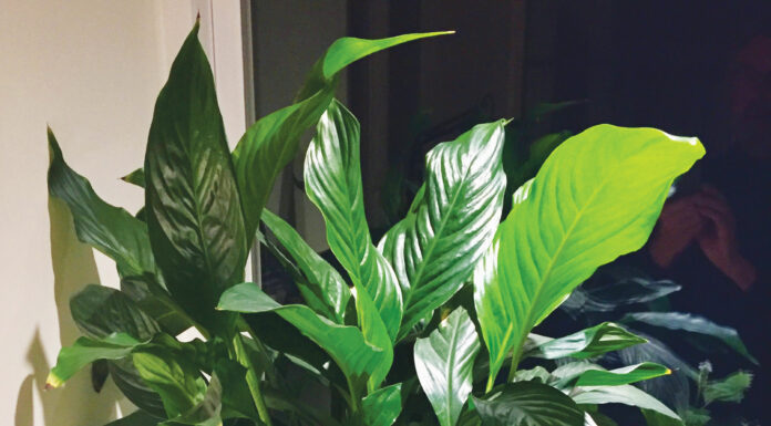The Mountain Gardener | Rx for Sad Houseplants