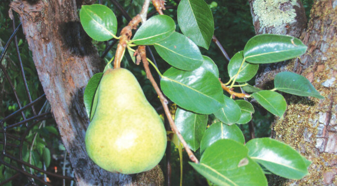The Mountain Gardener | Get Your Bare-Root Edibles Now